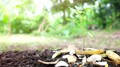 Experts reveal how banana peels can boost plant growth – make the most of this everyday food waste in your yard this spring