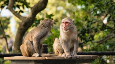 Man in critical condition after catching deadly 'B virus' from wild monkeys in Hong Kong