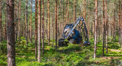 No, thinning forests isn’t the answer — it worsens our wildfires