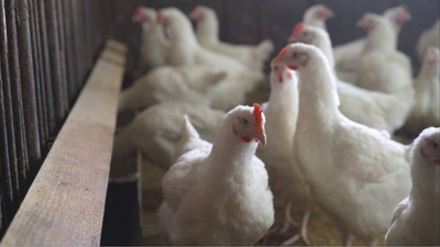 H5N1 bird flu pandemic might be 100 times worse than COVID, warn experts: Know how to stay safe