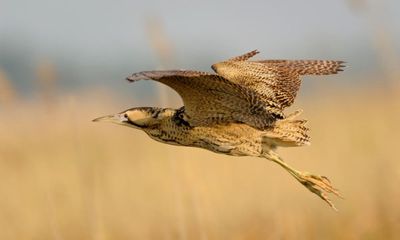 Boom in mating calls of Britain’s loudest bird signals successful breeding year