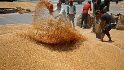 Centre aims seven-fold jump in wheat procurement from Uttar Pradesh, Rajasthan, Bihar this year