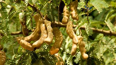 How to grow tamarind from seed – expert tips for your own tropical tree