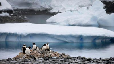 Scientists investigate thousands of dead Antarctic penguins for bird flu