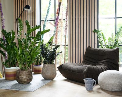 The 8 Most Beautiful Houseplants Designers Love to Use Most — "They Bring Texture and Pattern to a Home"