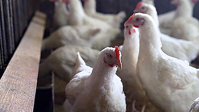 Poultry giant Venky’s marketing antibiotics for growth promotion in farms
