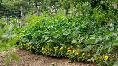 What is intercropping? Learn how to boost your vegetable garden with this effective technique