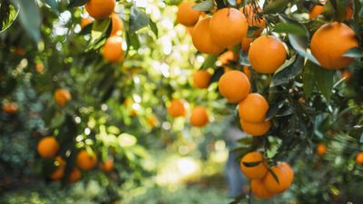 How to water citrus trees – plus expert tips on when to do it