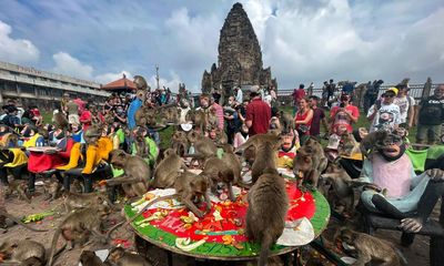 No more monkey business: Thai city’s macaques to be put in enclosures