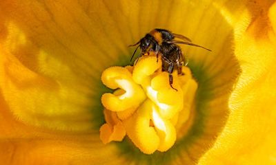In praise of bees: the Cupid of the flowering world