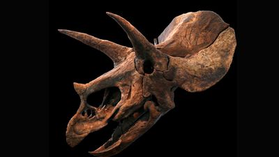 Triceratops: Facts about the three-horned dinosaur