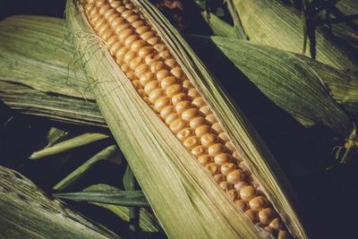 Grain Update: Will the Corn, Wheat, and Soybean Markets Continue to Rally?