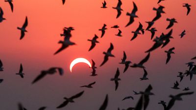 10 weird things that happen during a solar eclipse