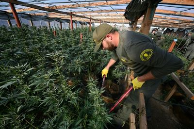Despite Legalization, California Battles Illegal Marijuana Farms