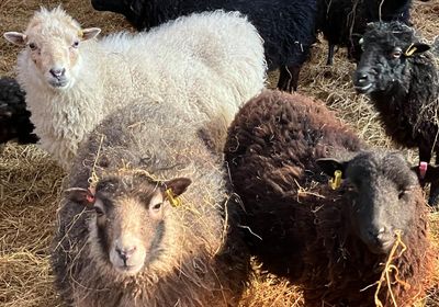 Country diary: Lambing is in full swing on the farm
