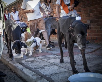 Why scores of dogs will honour a Great Dane in Cape Town this weekend
