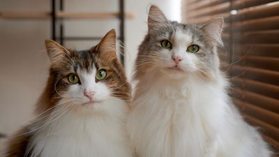 32 reasons to love Norwegian forest cats