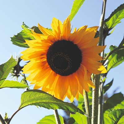 How long do sunflowers take to grow? Gardening experts reveal when you can expect their sunny blooms to appear