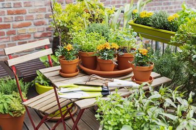4 Things Good Gardeners Do to Make Outdoor Containers Grow Quicker — Tricks for a Yard That Look Fuller, Fast