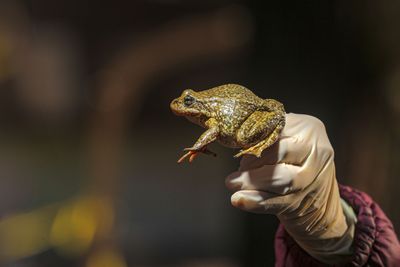 A fungal pandemic is massacring frogs