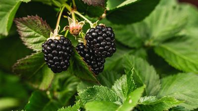 How to grow blackberries at home – for simple harvests of sweet summer fruits