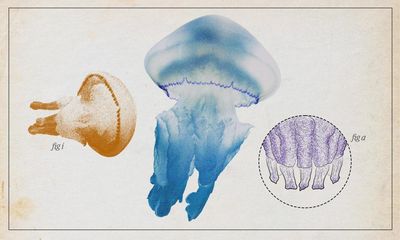 The barrel jellyfish – gentle giant of the oceans