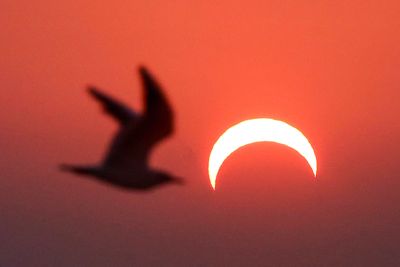 How will birds respond to the eclipse?