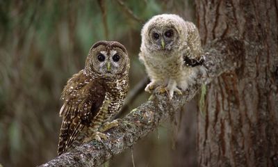 Killing owls to save owls: the US wildlife plan that sparked an ‘ethical dilemma’