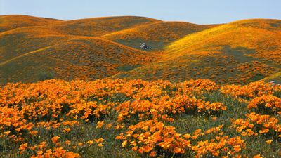 It's California Poppy Day – here's how to grow these charming wildflowers in your backyard