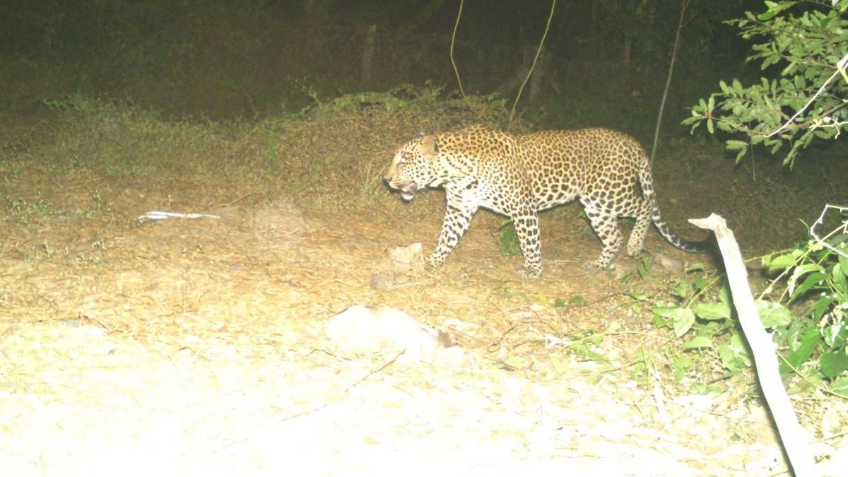 Tamil Nadu Forest Department releases image of leopard…