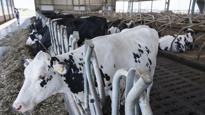 Influenza A H5N1 detected in dairy cows in six States in the U.S.