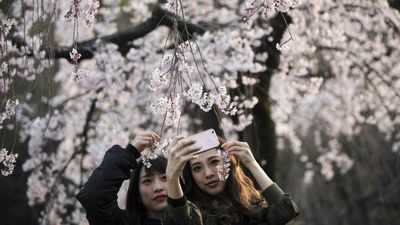 Early bloom of cherry blossoms another marker of climate change