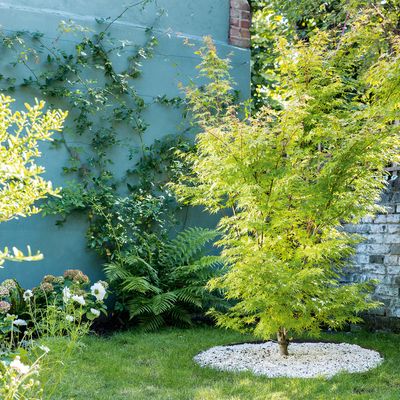 How to hide an ugly garden wall - 5 expert-approved ideas for a boundary wall or outbuilding