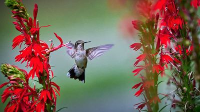Shade plants that attract hummingbirds – 5 fabulous flowers to grow