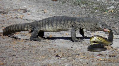 Aussie scientist's take on the battle of the reptiles
