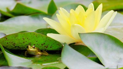 How to create a wildlife pond – experts share essential advice