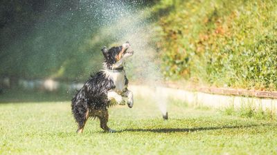 Dog chasing the water hose? Here’s what you can try