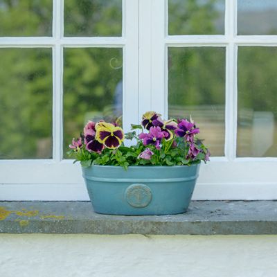 How to care for pansies to ensure colourful, blooming garden borders this summer