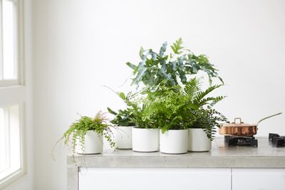 Where to Buy Houseplants — 6 Places to Look Online for Indoor Plants Delivered to Your Door
