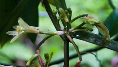 'A fascinating and rewarding houseplant' say gardening experts – this is how to grow a vanilla bean orchid indoors