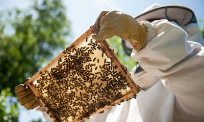 The best way to help bees? Don’t become a beekeeper like I did