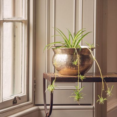 How to care for spider plants to get the most from this resilient beauty