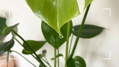 Why is my monstera crying? Plant experts reveal the answers behind a weeping houseplant