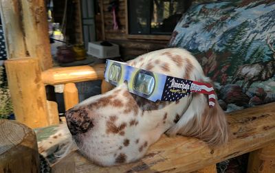 My dogs and I watched the 2017 total solar eclipse, but we won't travel for this one