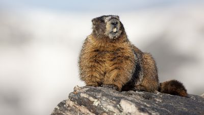 Hiker at Rocky Mountain National Park learns the hard way: don't pet the marmots