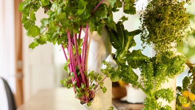 Growing without soil – the pros and cons of hydroponic gardening