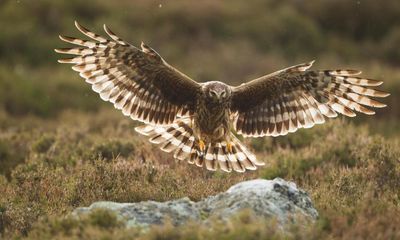‘The Bermuda triangle for birds’: Hen harriers face threat of grouse season