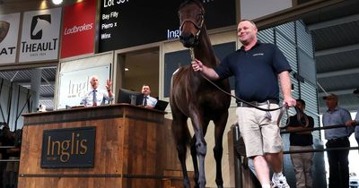 Winx's daughter sells for jaw-dropping auction record at sales