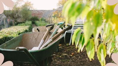 Gardening experts reveal the 3 essential tools every busy gardener needs in their shed this season