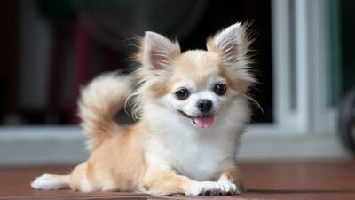 32 fun facts about Chihuahuas